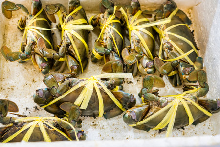 Freshly caught mud crabs tied with yellow bands, stored in a foam box to preserve freshness, showcasing their quality and readiness for sale or shipping in a seafood market.の写真素材