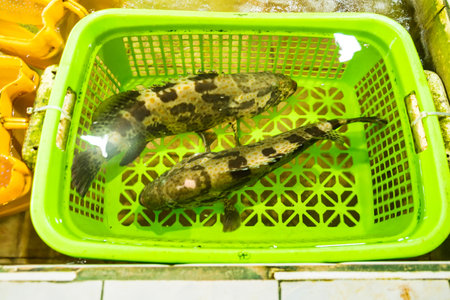 Spotted groupers showcased in a green basket, ready for sale at a bustling seafood market.