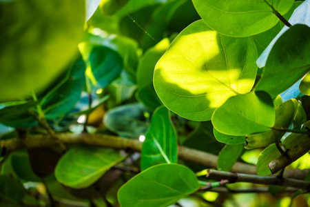 Bright sunlight filtering through green leaves provides a serene glimpse of nature's tranquility in this image.の写真素材