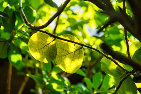 Bright sunlight filtering through green leaves provides a serene glimpse of nature's tranquility in this image.の写真素材