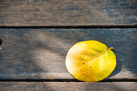 A single leaf on an old wooden surface, exemplifying the simplicity and beauty of nature.の写真素材