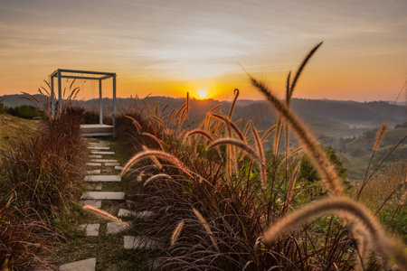 Golden Hour Sunrise with Shadows of Tall Grass, Capturing the Awe-Inspiring Beauty of Nature's Grandeur in a Serene and Magical Morning Sceneの写真素材
