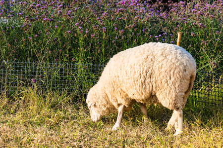A Peaceful Sheep Grazing in a Golden Pasture During Sunset, Surrounded by Warm Light and Tranquil Natureの写真素材