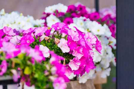 Beautiful Pink and White Petunias in Full Bloom, Capturing the Essence of Springtime in a Vibrant Garden Settingの写真素材