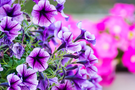 Close-Up of Purple Petunias: Detailed View of Beautiful Garden Flowers in Bloomの写真素材
