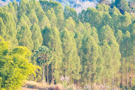 Expansive Woodland View Featuring a Prominent Palm Tree, Illustrating the Vastness and Natural...