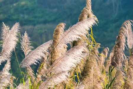 Golden Hour Glow on Pampas Grass in a Verdant Valley, Reflecting the Serene Beauty and Timeless Charm of a Natural Landscapeの写真素材