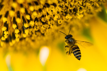Close-up of a bee collecting pollen from a vibrant yellow sunflower in full bloom during a sunny dayの写真素材