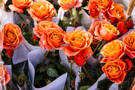 Close-up of a vibrant rose blooming in lush green foliage on a sunny dayの写真素材