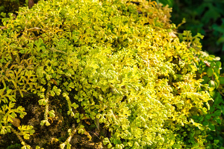 Vibrant green and yellow foliage of ferns growing densely on a rocky surface bathed in sunlight in a natural settingの写真素材