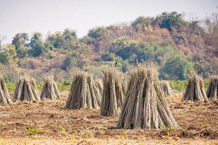 Stacked Cassava Stalks in a Quiet Farm Landscape, Symbolizing the Simplicity of Life in Rural Communitiesの写真素材