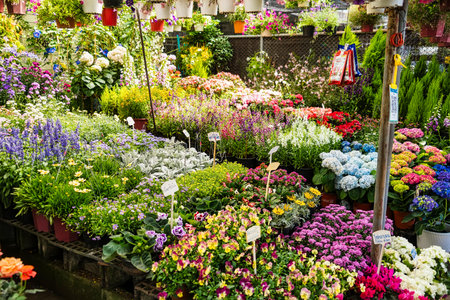 Bangkok, Thailand - October, 02, 2024 : Bustling flower market stall with colorful hydrangeas, hanging plants, and diverse floral arrangements at Bangkok, Thailand.の写真素材