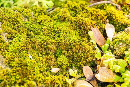 Vibrant green and yellow foliage of ferns growing densely on a rocky surface bathed in sunlight in a...