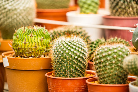 A variety of small potted cacti arranged in rows at a nursery, showcasing diverse shapes and textures.の写真素材