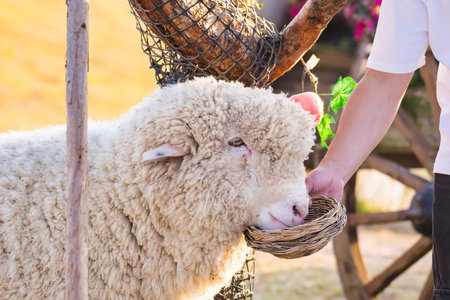 A fluffy white sheep eats from a wicker basket held by a person with a wooden cart wheel in the backgroundの写真素材
