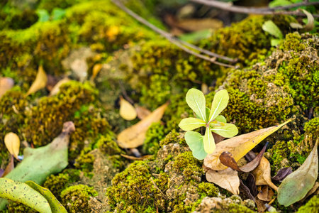 Vibrant green and yellow foliage of ferns growing densely on a rocky surface bathed in sunlight in a natural settingの写真素材