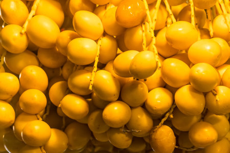Close-up of several clusters of ripe, yellow dates hanging from a palm, showcasing the fruit's natural texture and colorの写真素材