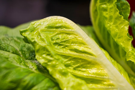 Close-up of fresh green romaine lettuce leaves with visible texture and moisture under vibrant lightingの写真素材