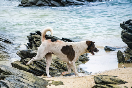 A dog with a brown and white coat walking on a rocky beach near the blue ocean water on a sunny dayの写真素材