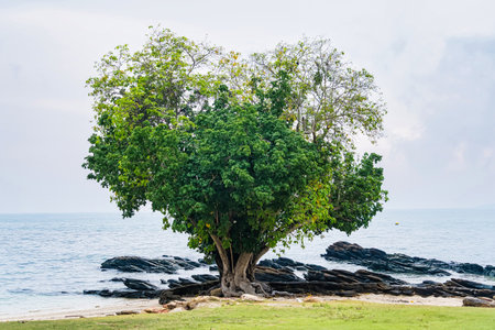 A large leafy tree with intertwined trunks stands on a rocky beach overlooking a calm sea under a cloudy skyの写真素材