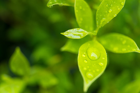 Close-up of a vibrant green leaf with raindrops enhancing its natural texture and veinsの写真素材