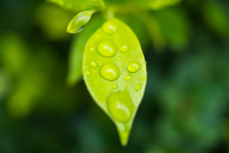 Close-up of a vibrant green leaf with raindrops enhancing its natural texture and veins