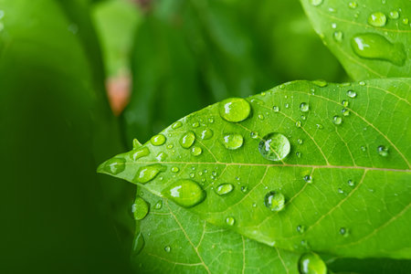 Close-up of a vibrant green leaf with raindrops enhancing its natural texture and veinsの写真素材