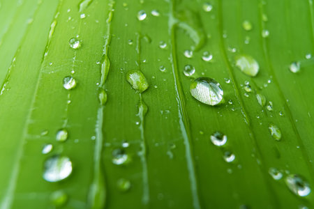 Close-up of fresh green leaf with water droplets showcasing natural freshness and purity.の写真素材