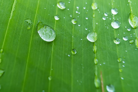 Close-up of fresh green leaf with water droplets showcasing natural freshness and purity.の写真素材