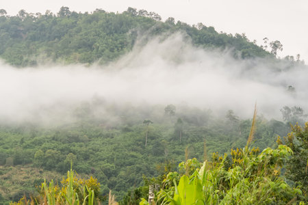Scenic view of lush green mountain partially covered by mist with a foreground of trees under a cloudy skyの写真素材