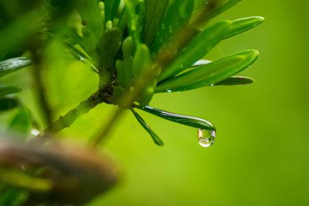 Drops of water on the branches of a coniferous treeの写真素材