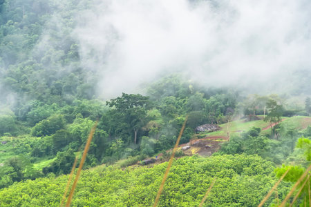 Solitary tree emerges from lush forest shrouded in mist, creating serene and mysterious natural landscape.の写真素材