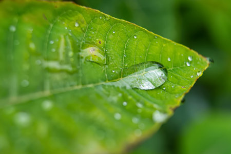 Close-up of a vibrant green leaf with water droplets highlighting its texture in a natural settingの写真素材