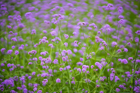 Field of vibrant purple flowers in full bloom with green foliage in the background, creating a serene and colorful nature sceneの写真素材