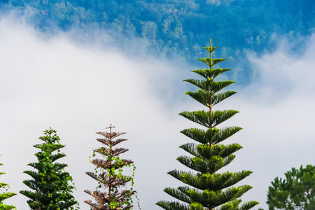 A scenic view of conifer trees towering above a cloud-filled valley against a background of forested...