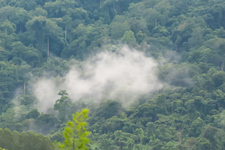Lush green tropical rainforest with mist and fog enveloping the dense foliage, creating a serene and mystical atmosphere.の写真素材