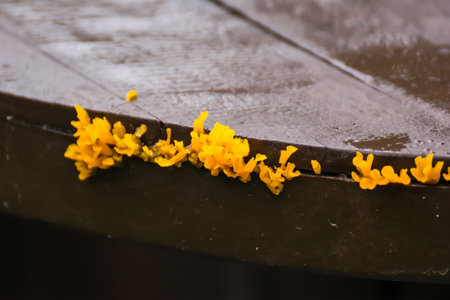 Close-up of bright yellow mushrooms growing on the edge of a wet wooden surface, showcasing their unique fungus textureの写真素材