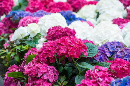 Colorful hydrangea flowers in the garden, stock photo