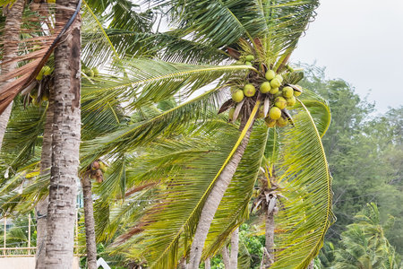 Tropical coconut palm trees with green leaves swaying in the wind under an overcast sky in a lush,...