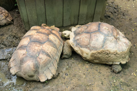 Two large tortoises with textured shells resting in a muddy enclosure near a wooden fence