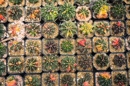 Top-down view of colorful cacti in small pots arranged in a grid pattern at a garden center or...
