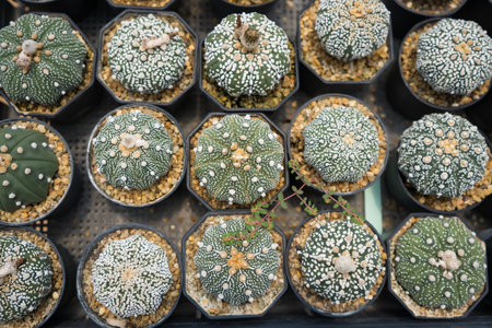 Top-down view of colorful cacti in small pots arranged in a grid pattern at a garden center or...