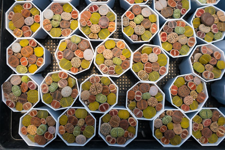 Top-down view of colorful cacti in small pots arranged in a grid pattern at a garden center or nursery for decorative indoor useの写真素材