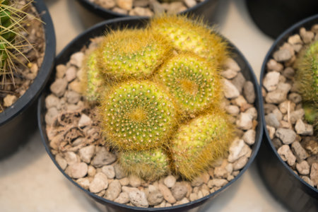 Rows of potted golden barrel cacti neatly arranged in a greenhouse setting showcasing their spiky texture and desert plant appealの写真素材