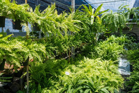 Lush variety of potted plants and greenery arranged in rows inside a sunlit tropical greenhouse nurseryの写真素材