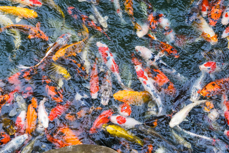 Colorful koi fish swimming in a crowded pond with rippling water creating a vibrant and dynamic aquatic sceneの写真素材