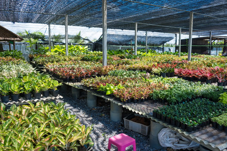 Large outdoor plant nursery covered with shade netting displaying rows of potted ornamental plants and tropical foliage for saleの写真素材
