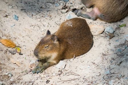 Capybara resting on sand near a textured wall in a calm and natural settingの写真素材