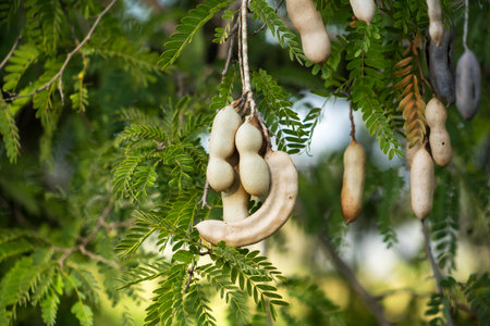 Close-up of ripe and unripe tamarind pods hanging from branches of a tamarind tree with green leavesの写真素材