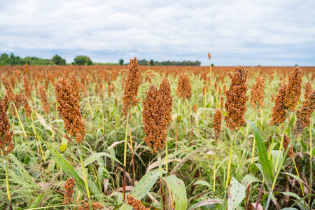Close-up of ripe sorghum plants growing in a cultivated field with dense heads of reddish-brown grain ready for harvestの写真素材
